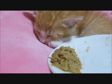 赤ちゃん猫。寝起き早食い選手権《優勝》