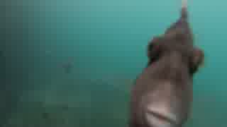 伊豆半島の水中動画1