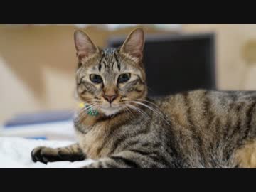 話題の猫事情まとめ