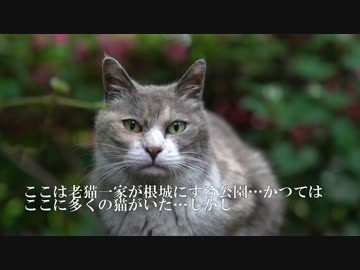 抗争の続いた公園、老猫一家が残る