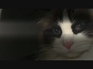 レオとしじみの新生活 Vol.27 　天敵と再開した猫