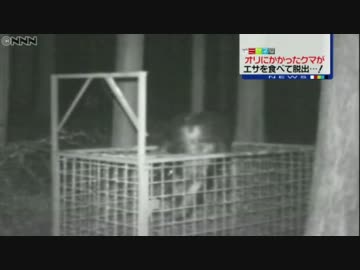 オリにかかったクマ 脱出劇とその後…