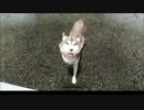 【Skyrim】VIGILANT地味プレイ#1【字幕】