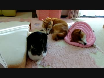 猫にむかって空回りする柴犬