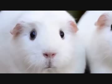 エサの奪い合いに負けてしまったモルモットに曲をつけてみた