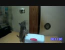 【デグー成長日記】くるみチャレンジ