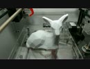 ローポリな子鹿を3Dプリント