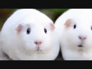 餌の奪い合いに完全敗北したモルモットＵＣ