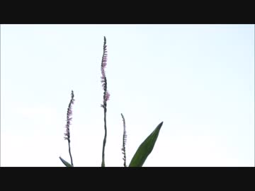 蘭ドリル