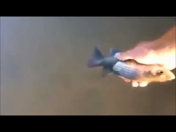 人懐っこいおさかな