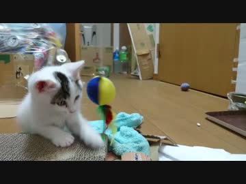 捨て猫５ 球遊び（後半