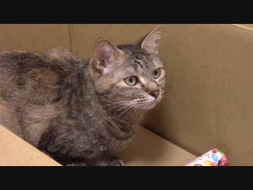 拾いねこ＠生後1457/1424日目　　匠の部屋のアコツキさん