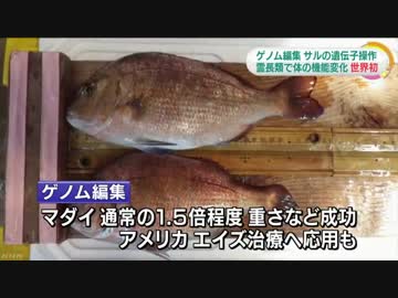 ゲノム編集で免疫不全のサル作製