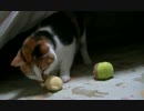 猫の日常50　～大集合～