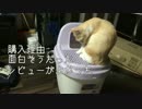 とんでもない猫トイレ登場！！猫たち興奮の儀！
