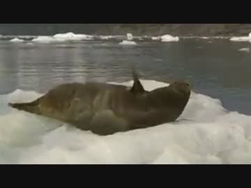 突然人間に話しかけられた野生のアザラシの完璧なリアクション
