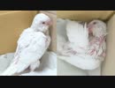 【生後21日】毛づくろい！【アルビノ雛】