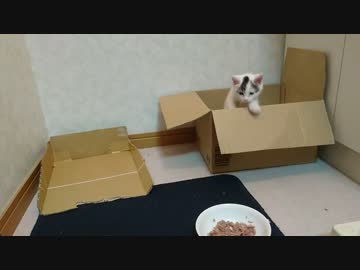 捨て猫6　名前つけた