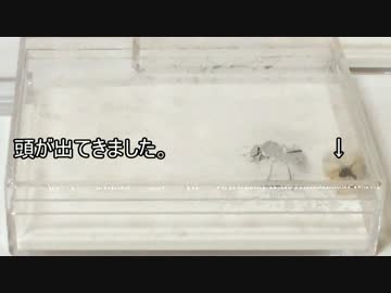 蟻戦争＃３　出産と孵化編