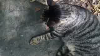 公園にゃんこ