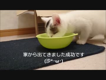 ニート子猫を家から出す方法