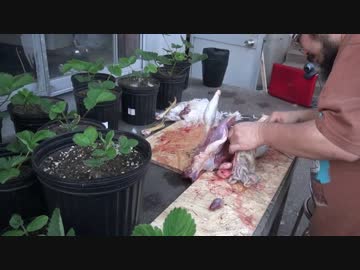 事故ったニワトリを見よう見まねで捌くよ。