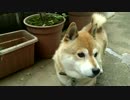 柴犬だいすけの何者だ‼