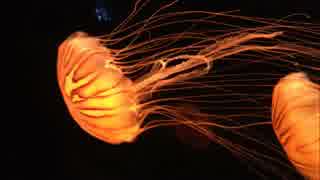 人気の ハイライト Tacica 動画 8本 ニコニコ動画