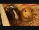 モルモットがもしゃもしゃ草を食べるだけの動画
