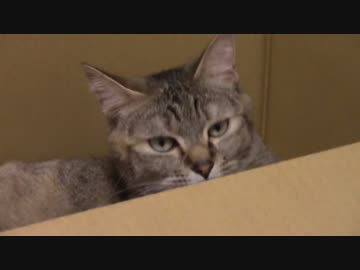 拾いねこ＠生後1459/1426日目　匠さんが近所のクソガキにキレたそうです。