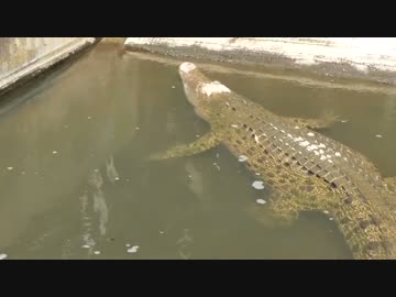 上りたくて上れないワニ