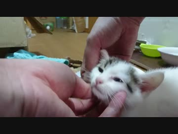 捨て猫７　マッサージ攻め