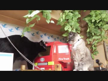 【40】ジャン❤︎ポン　ポンちゃんの２ヶ月を振り返る　小さな恋の‥