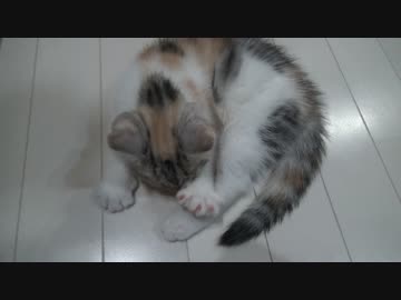 両手をウネウネさせながら肉球をペロペロする仔猫