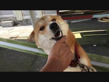 甘えん坊なごん太くん！
