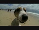 HAPPY DOGS & CAT in AUSTRALIA - Pharrell Williams
