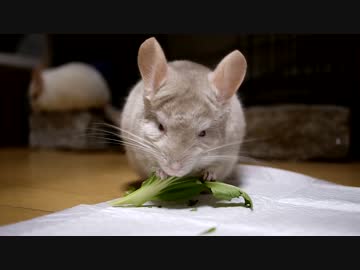 チンチラがチンゲンサイをただただむさぼり食う動画（動画詳細変更有）