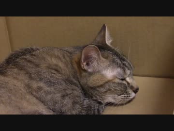 拾いねこ＠生後1460/1427日目　ｓｙｓｙ