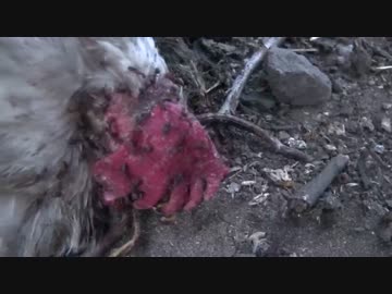 命が終わる瞬間