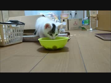 捨て猫10　ミルク飲むニート猫
