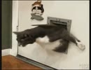 【海外おもしろ映像♪】ペットドアから出てきたネコの体にびっくり！
