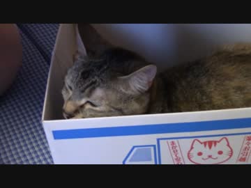 拾いねこ＠生後1461/1428日目　お墓参り