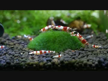 【ﾌｻﾌｻ】苔とレッドビーシュリンプ【ﾂﾏﾂﾏ】