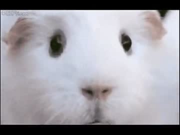 【癒し＆暇つぶし用】動物GIF動画集