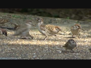 上宮天満スズメだらけ