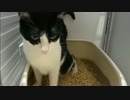 猫がトイレをしてたのでティッシュを差し出してみたwwww