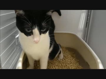 猫がトイレをしてたのでティッシュを差し出してみたwwww