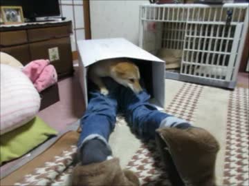 箱大好き、柴犬ゆず！（１６年７月６日）