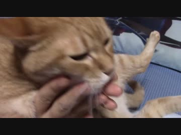 拾いねこ＠生後1462/1429日目　アコ4歳誕生日、おめでとうー！