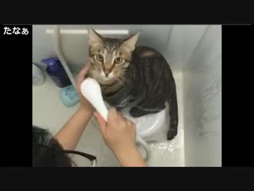 猫と生放送で公開泡プレイ